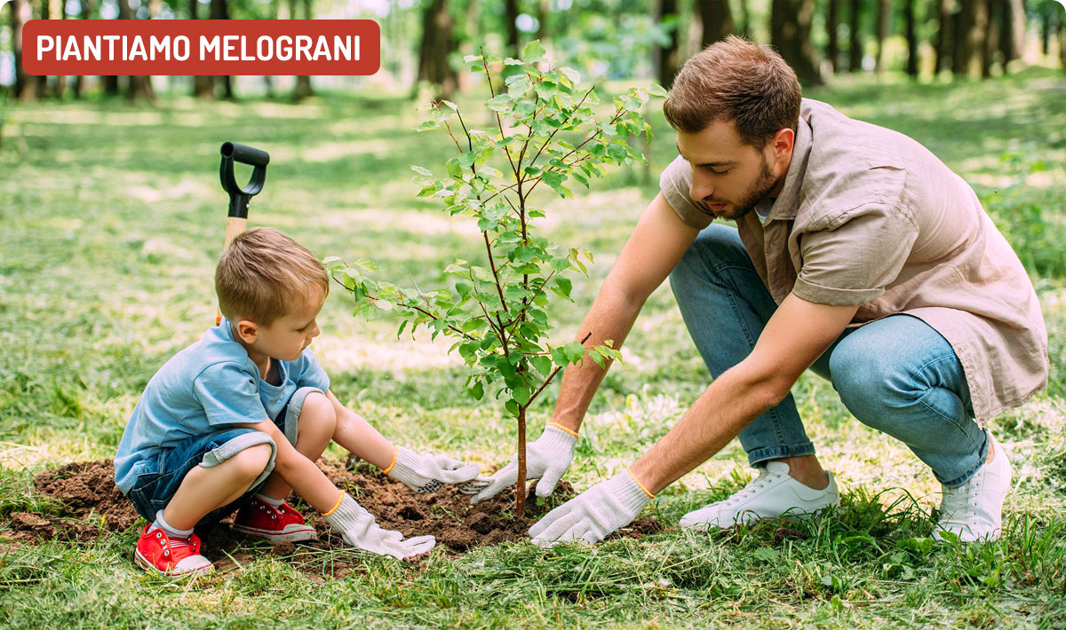 pianta un melograno